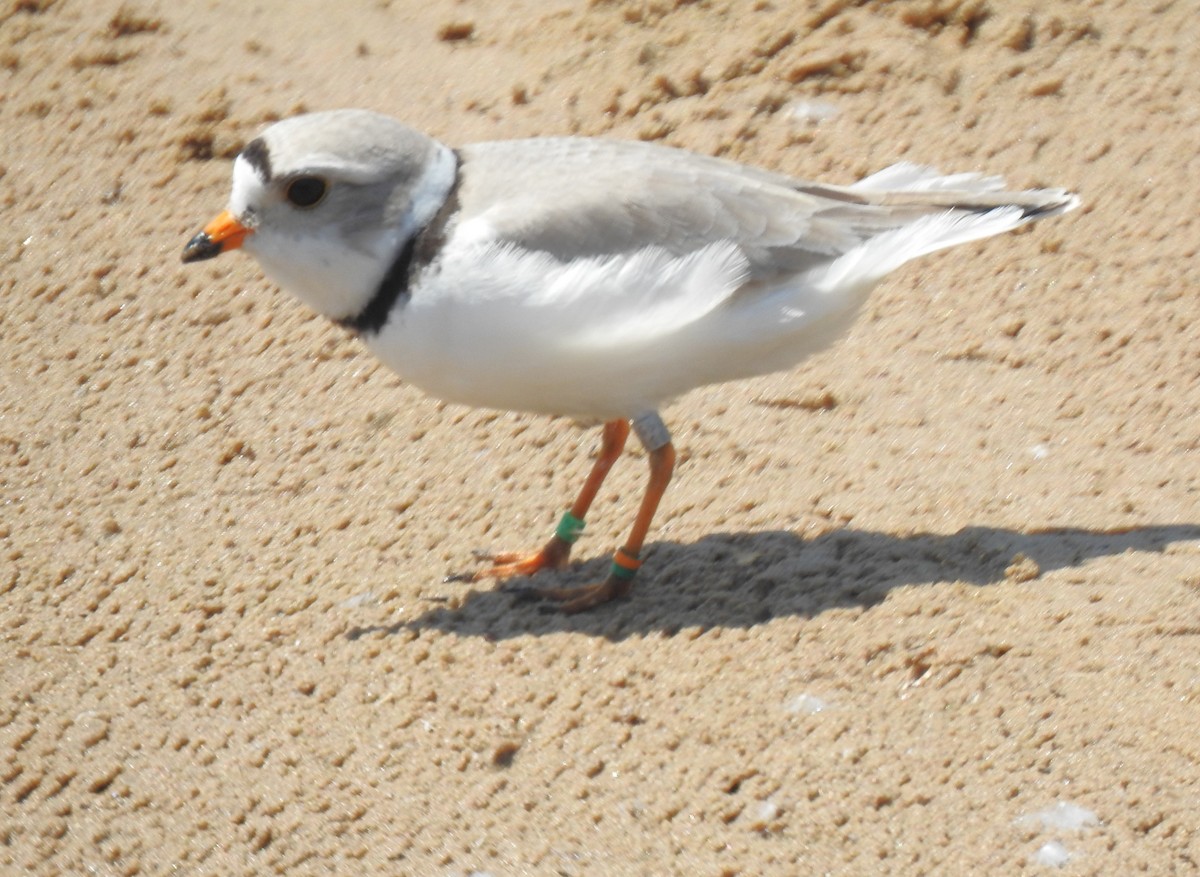 Piping Plover - ML619509377