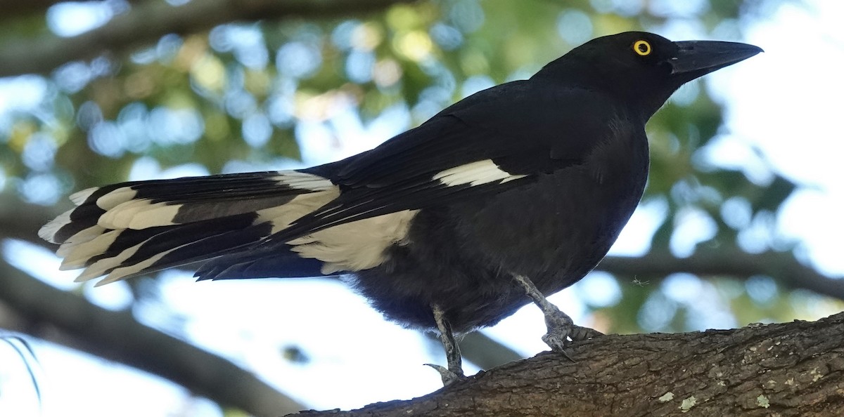 Pied Currawong - ML619509381