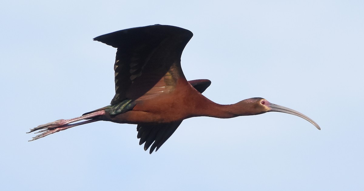 ibis americký - ML619509404