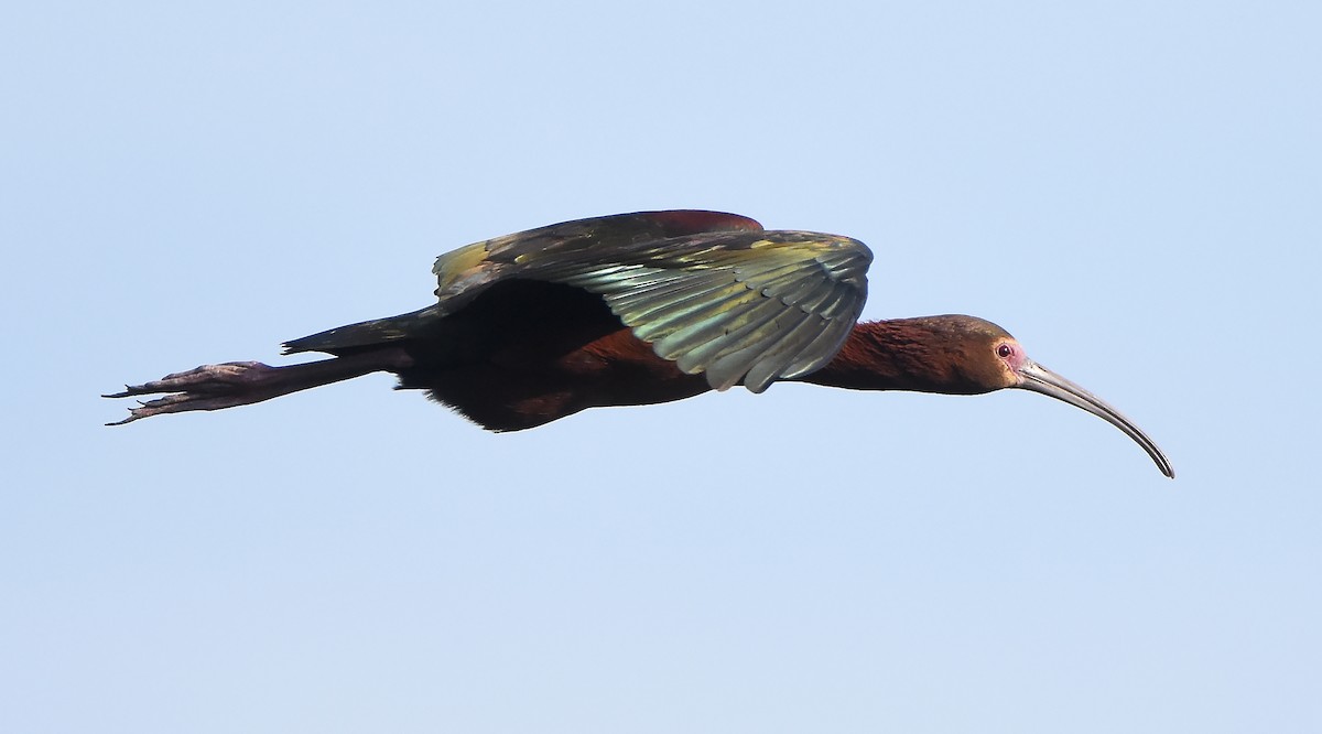 ibis americký - ML619509412