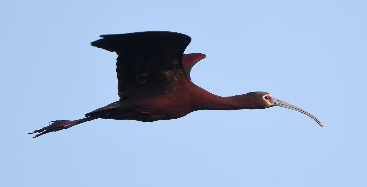 ibis americký - ML619509424