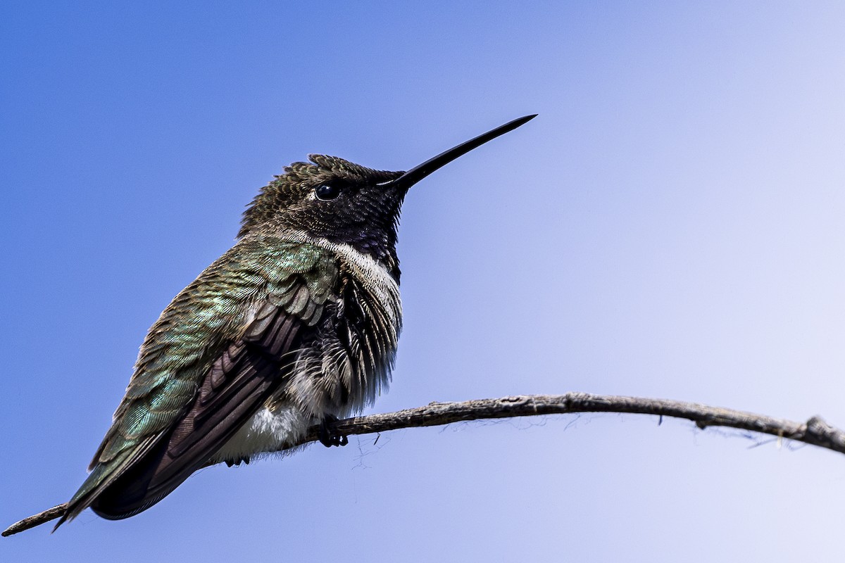 Black-chinned Hummingbird - ML619509425