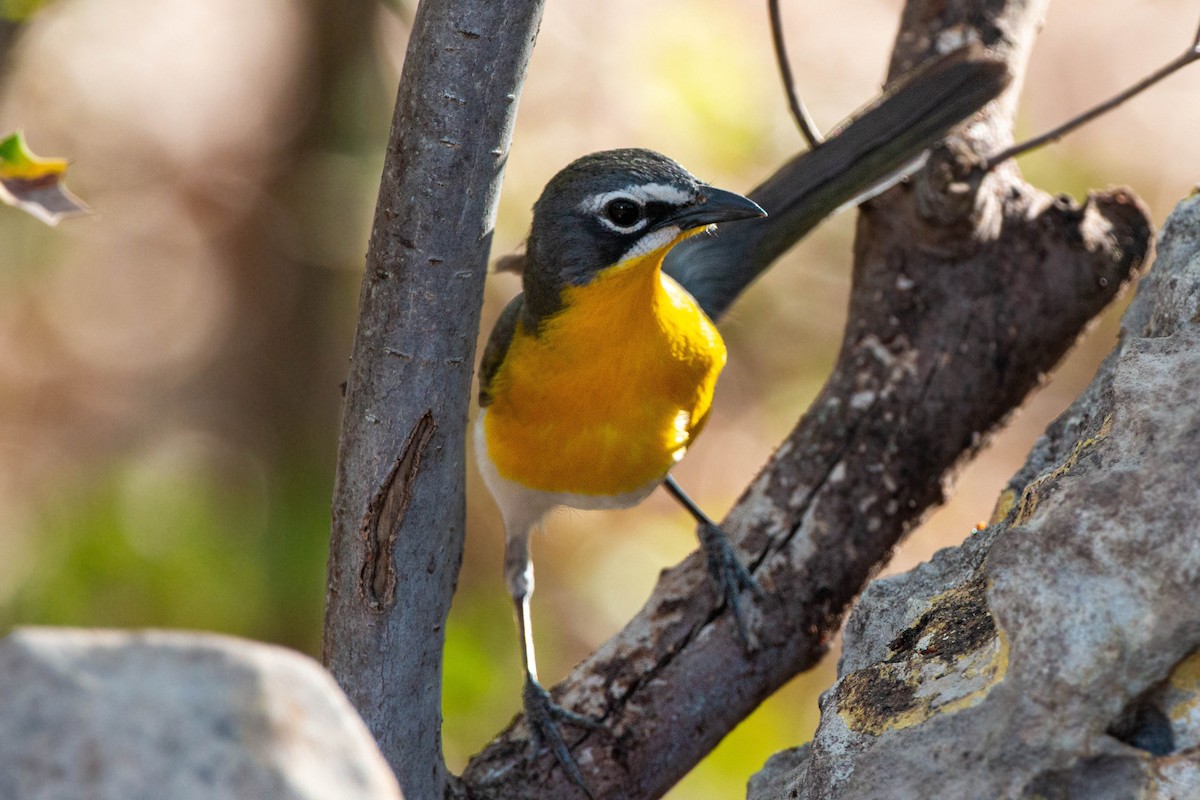 Yellow-breasted Chat - ML619509426