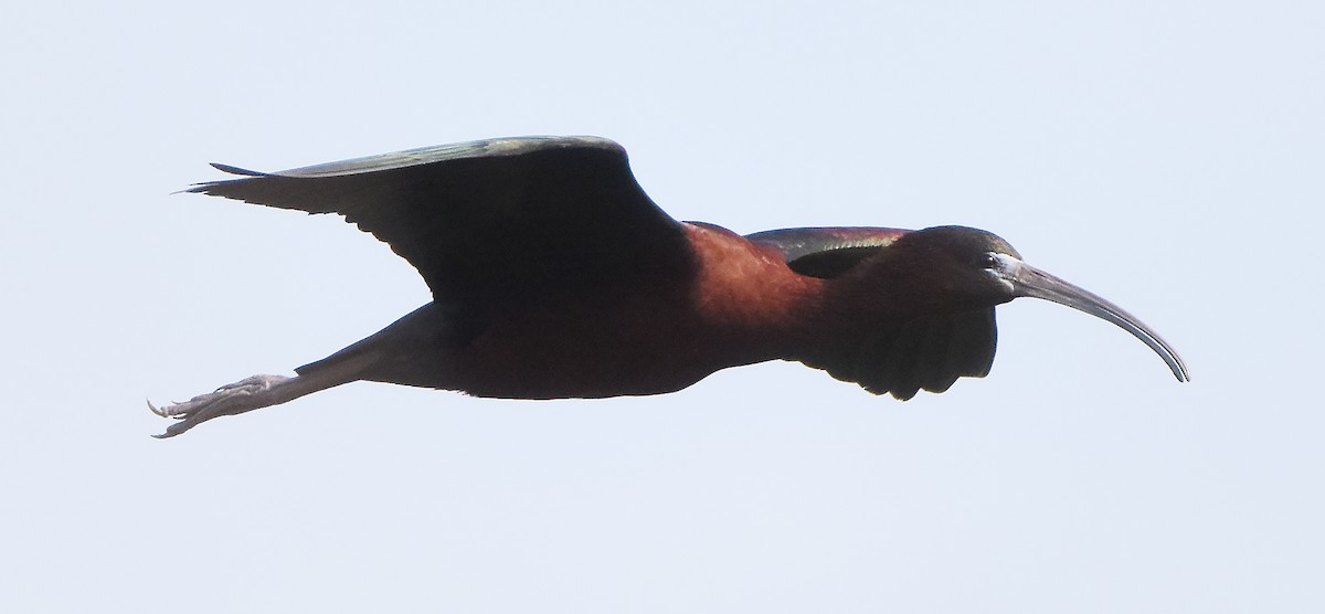 ibis hnědý - ML619509441