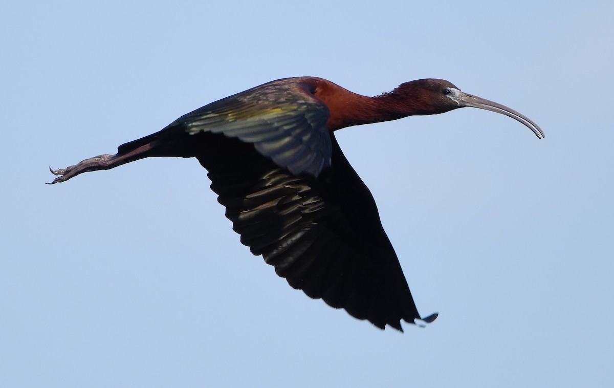 ibis hnědý - ML619509451