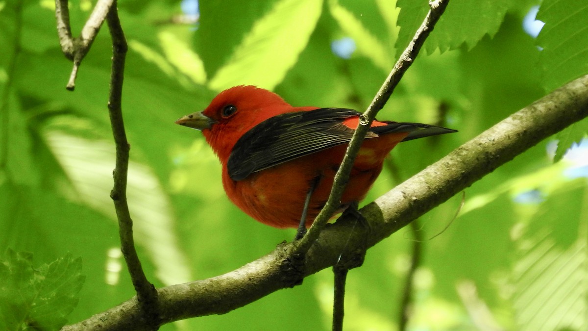 Scarlet Tanager - ML619509462
