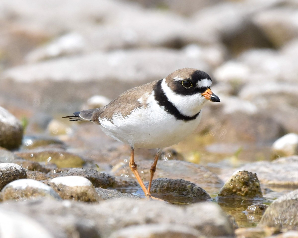 Semipalmated Plover - ML619509475
