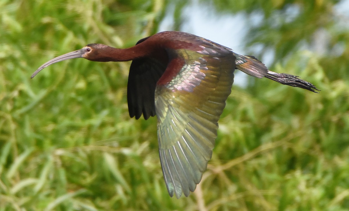ibis hnědý x americký (hybrid) - ML619509479