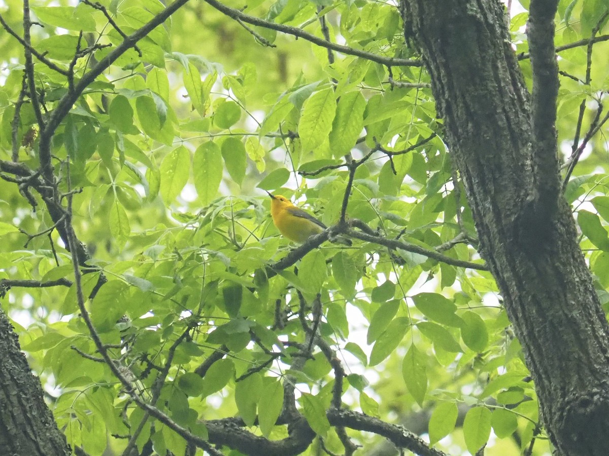 Prothonotary Warbler - ML619509489