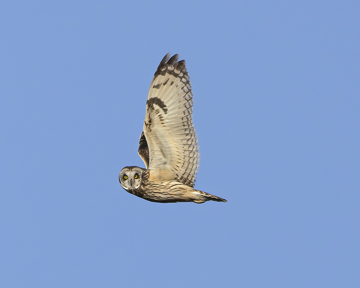 Short-eared Owl - ML619509495