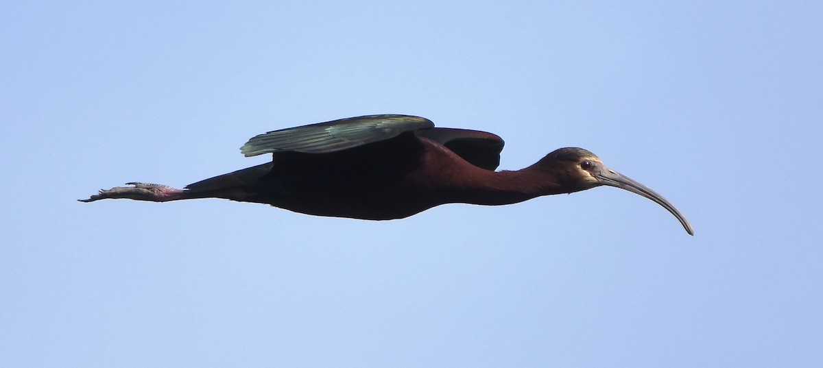 ibis hnědý x americký (hybrid) - ML619509502