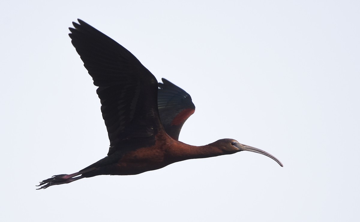 ibis hnědý x americký (hybrid) - ML619509504