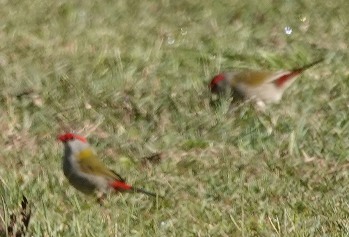 Red-browed Firetail - ML619509512