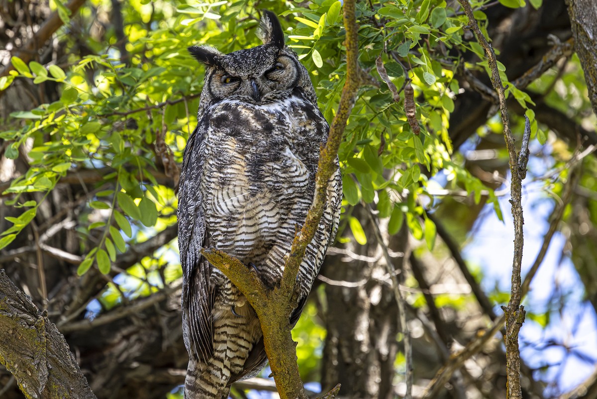 Great Horned Owl - ML619509515