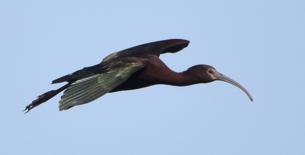 ibis hnědý x americký (hybrid) - ML619509613