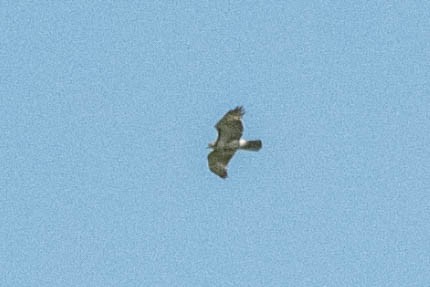 Red-tailed Hawk - ML619509630