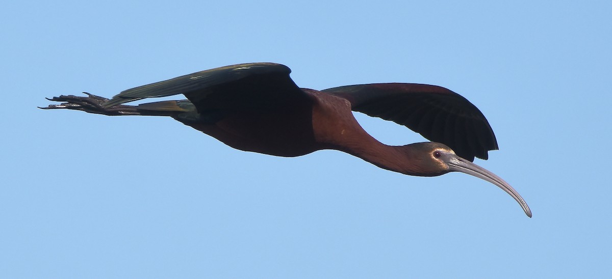 ibis hnědý x americký (hybrid) - ML619509632