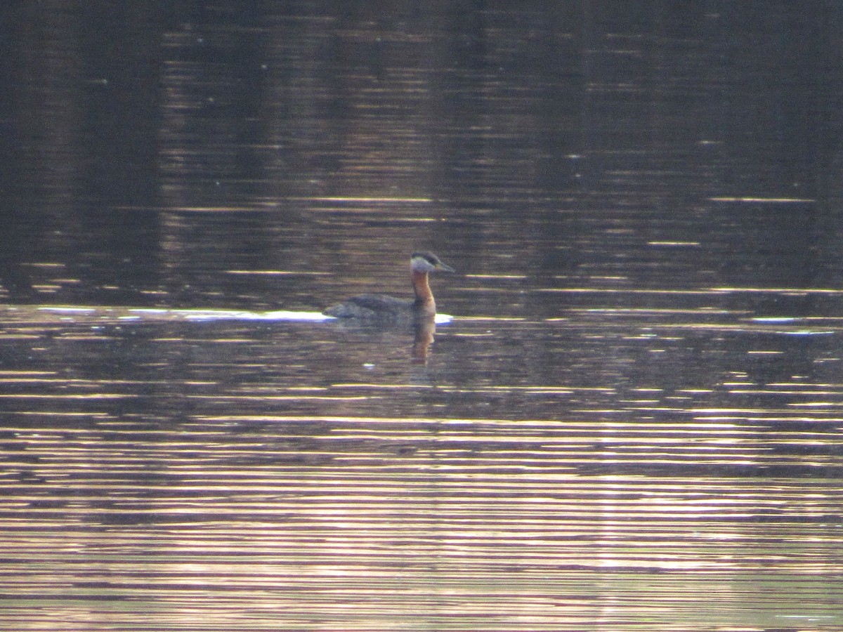 Red-necked Grebe - ML619509637