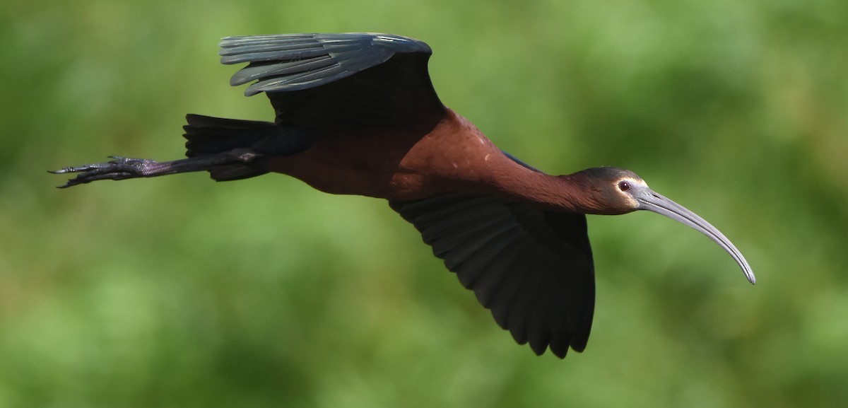 ibis hnědý x americký (hybrid) - ML619509652