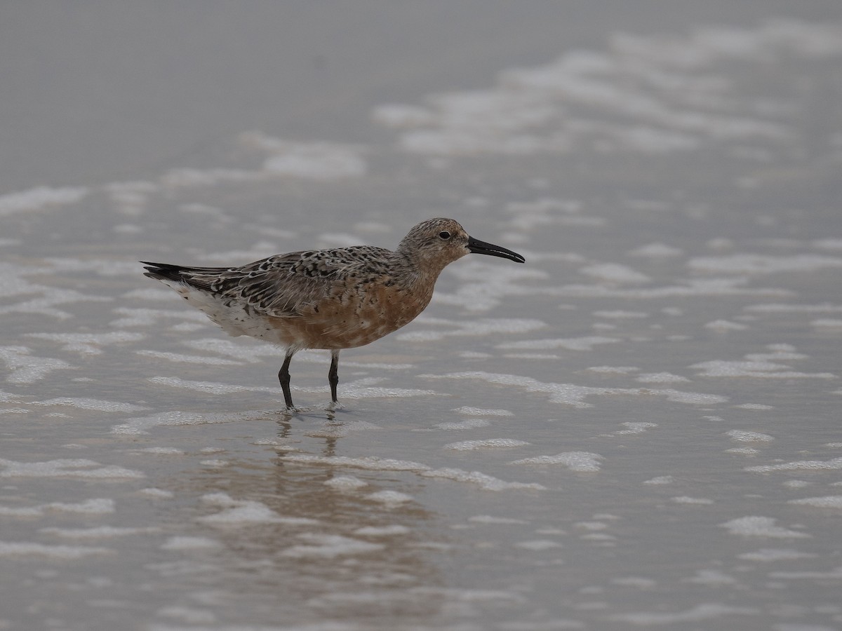 Red Knot - ML619509653