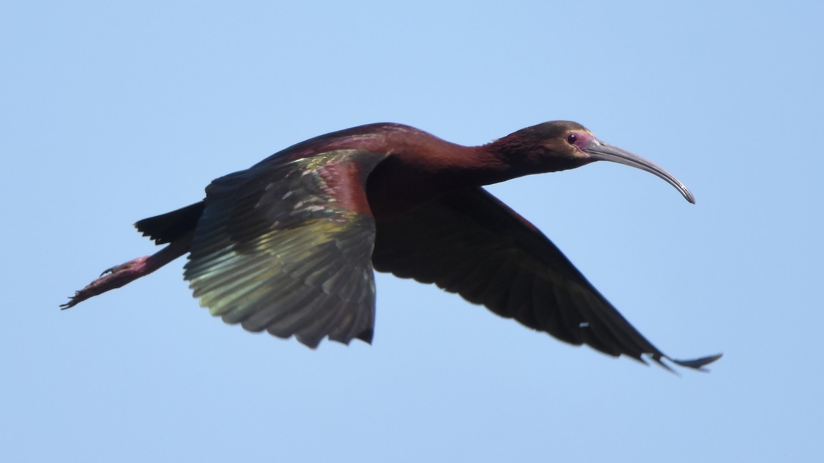 ibis hnědý/americký - ML619509678