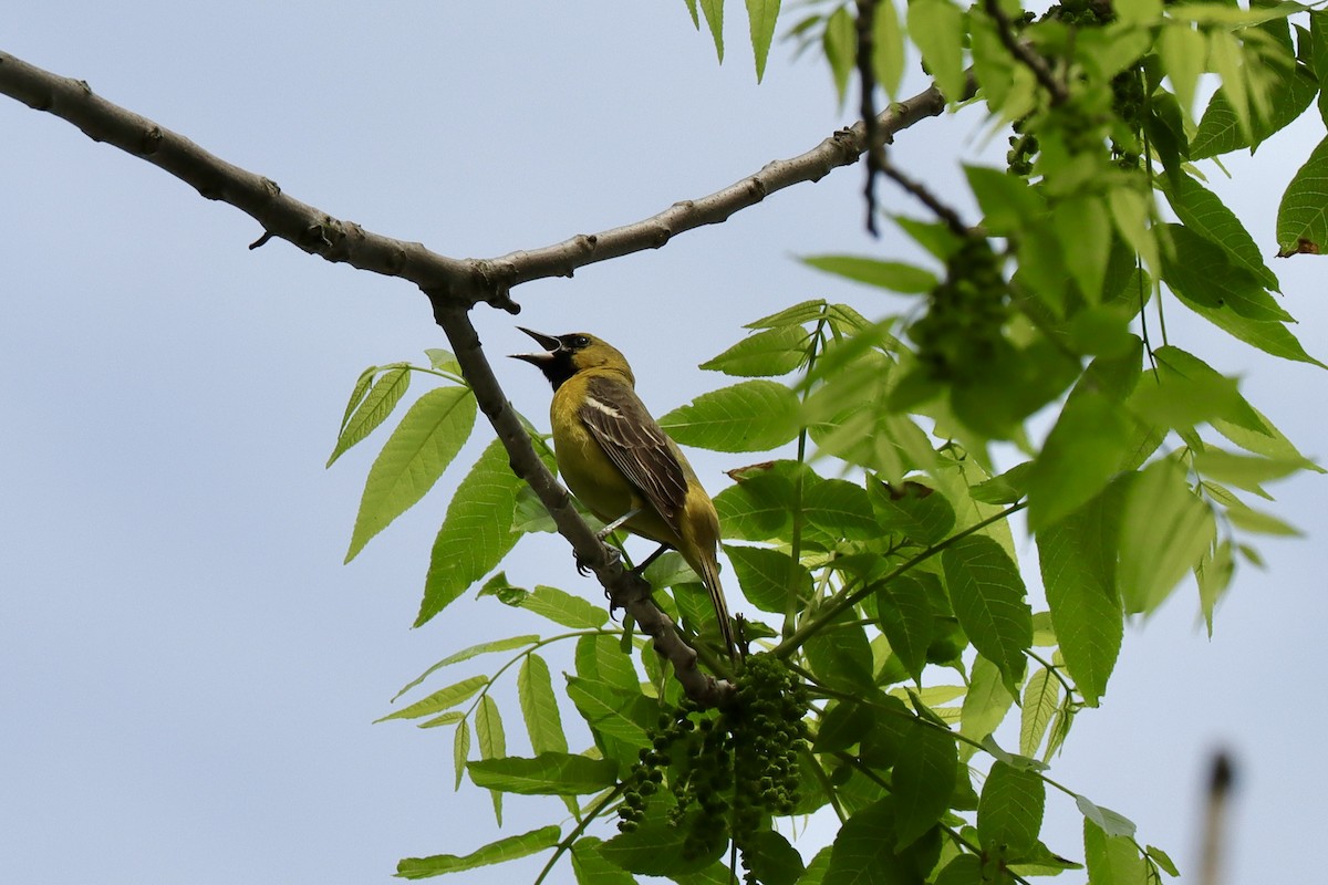 Orchard Oriole - ML619509681
