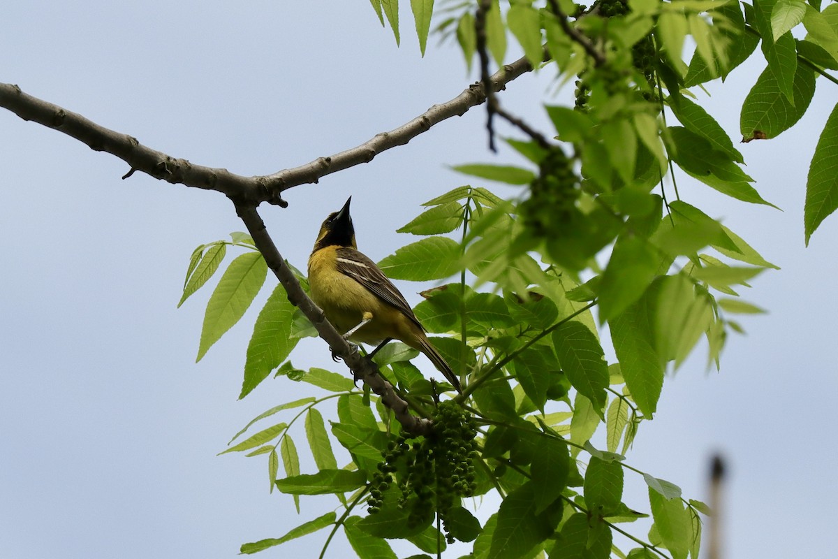 Orchard Oriole - ML619509682