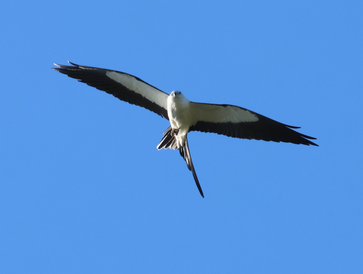 Swallow-tailed Kite - ML619509693