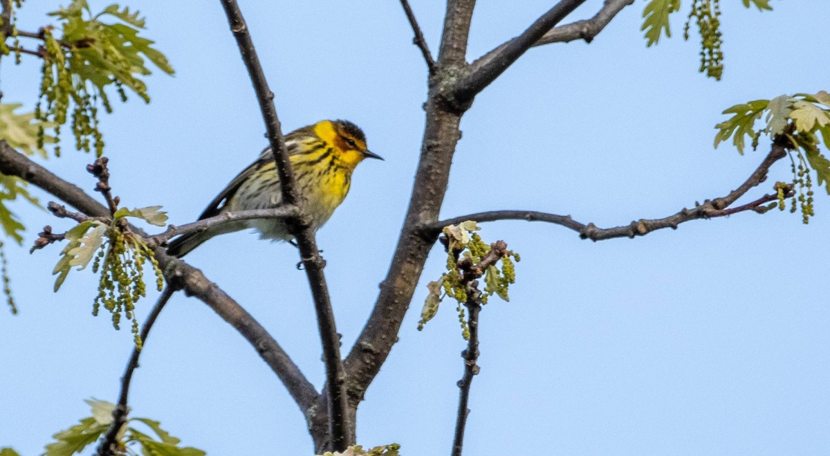 Cape May Warbler - ML619509729