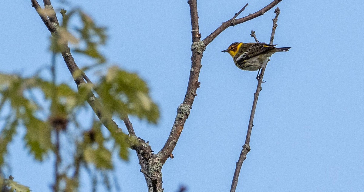 Cape May Warbler - ML619509730