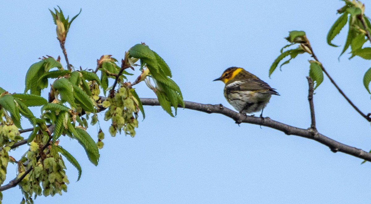 Cape May Warbler - ML619509731
