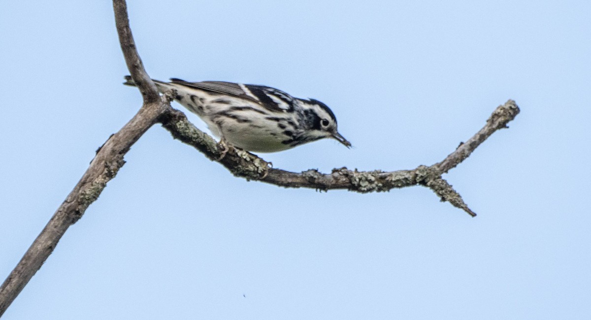 Black-and-white Warbler - ML619509741