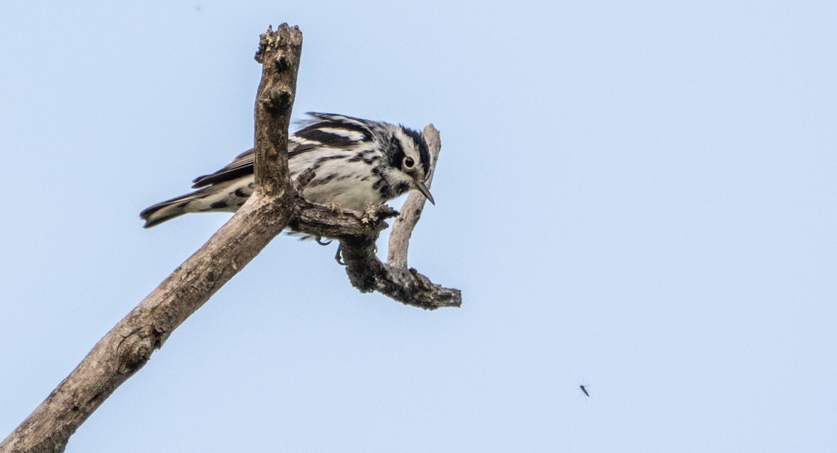Black-and-white Warbler - ML619509743