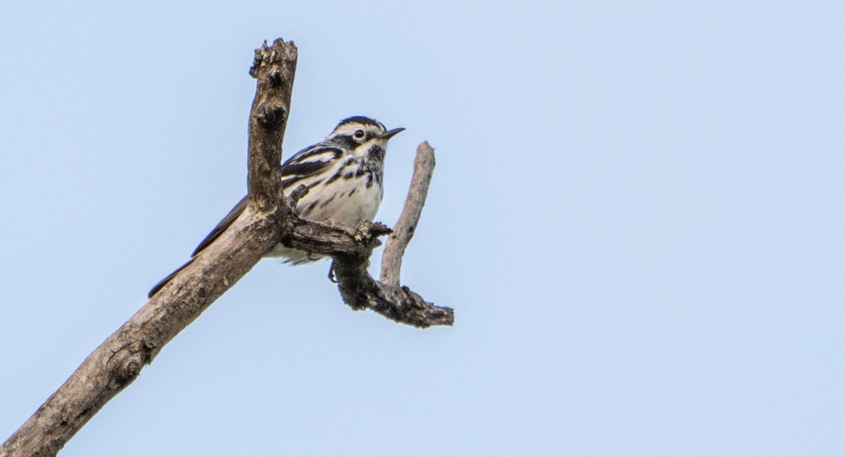 Black-and-white Warbler - ML619509744