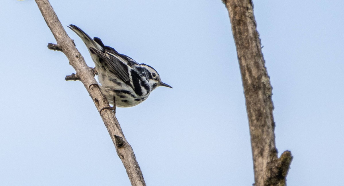 Black-and-white Warbler - ML619509745
