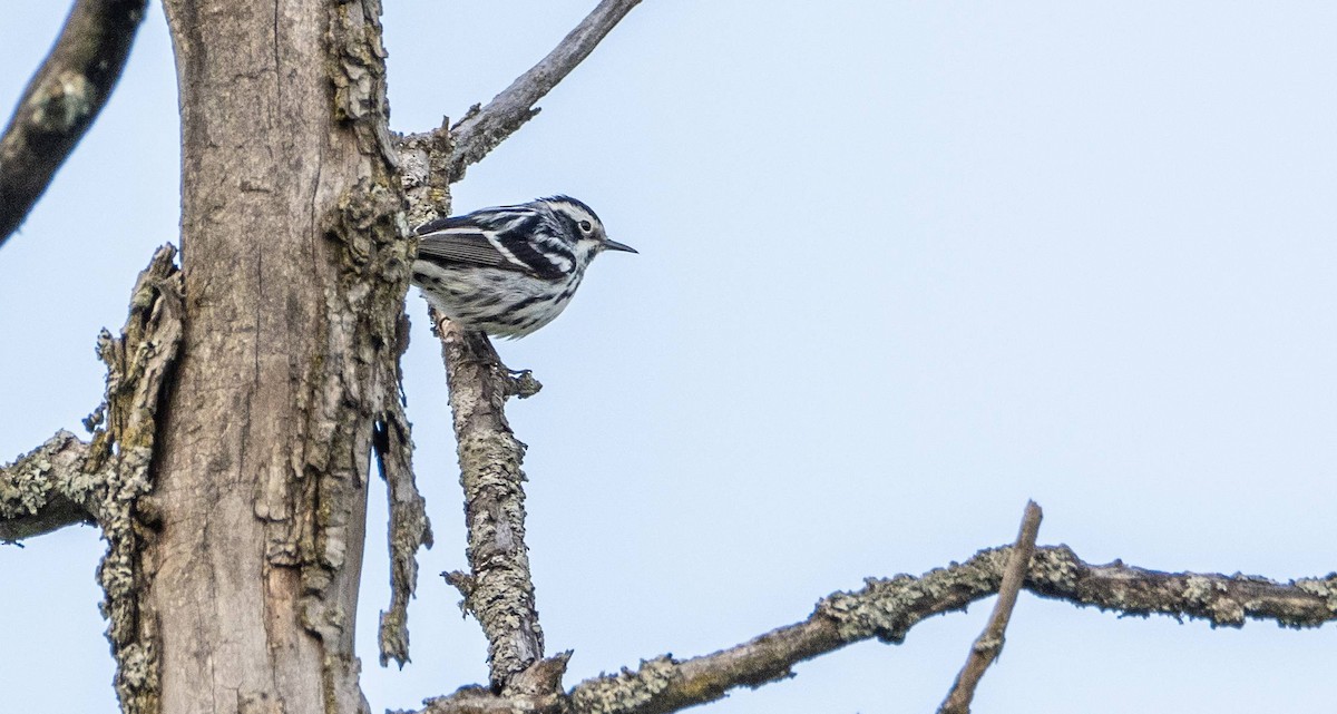 Black-and-white Warbler - ML619509746