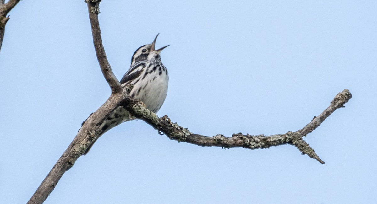 Black-and-white Warbler - ML619509747