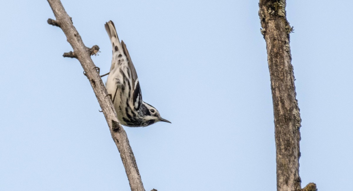 Black-and-white Warbler - ML619509748