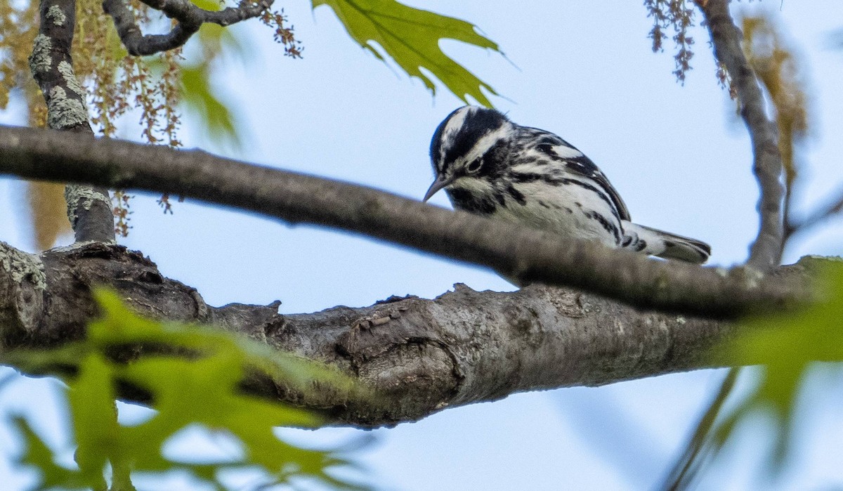 Black-and-white Warbler - ML619509751