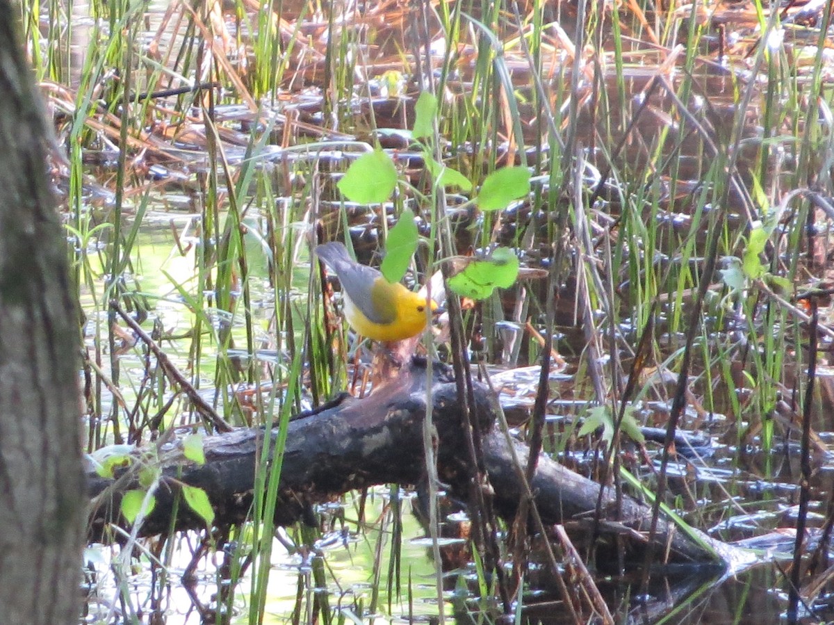 Prothonotary Warbler - ML619509777