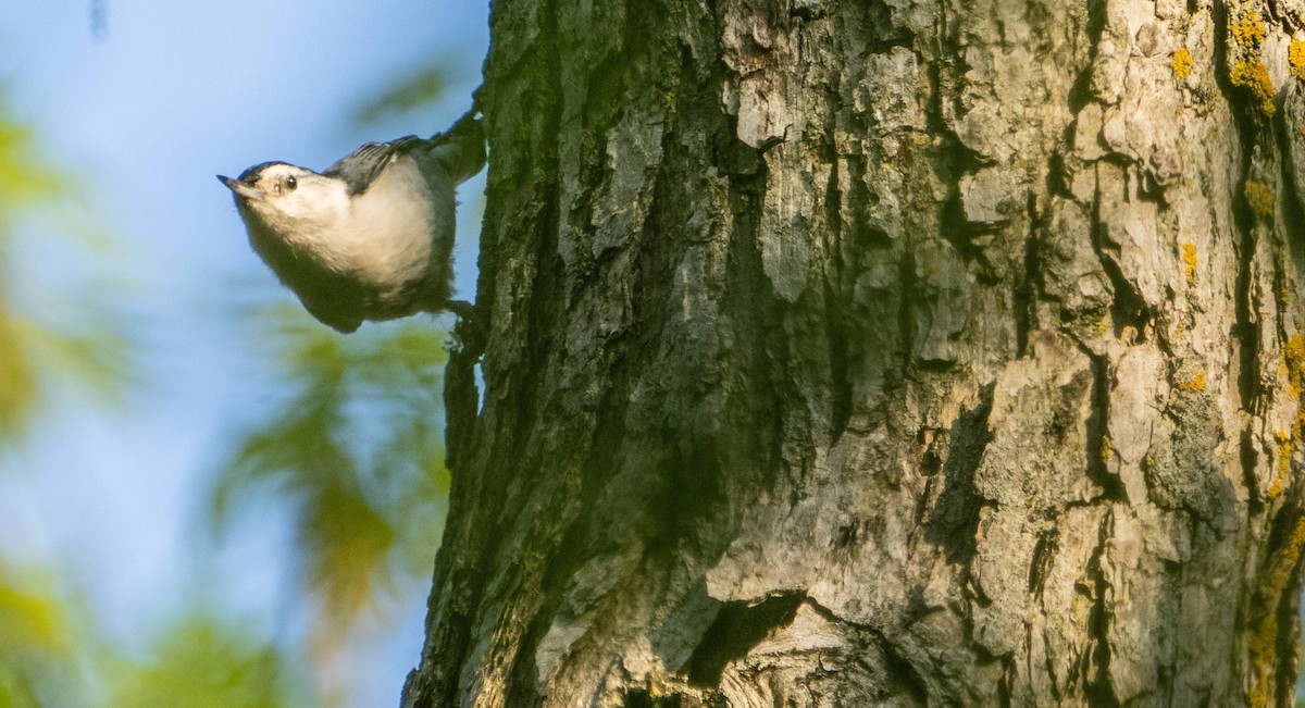 White-breasted Nuthatch - ML619509787