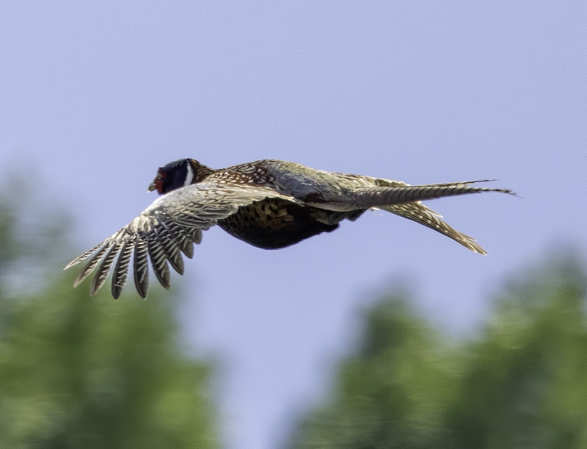 Ring-necked Pheasant - ML619509795