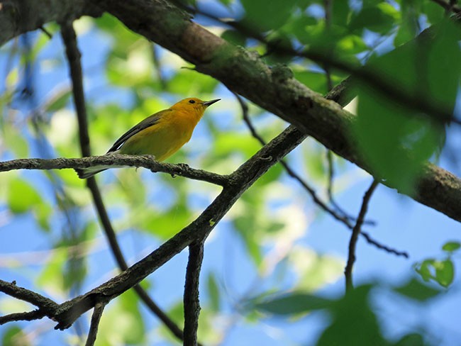 Prothonotary Warbler - ML619509806