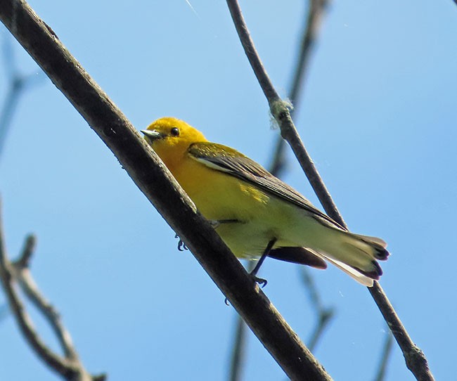 Prothonotary Warbler - ML619509812