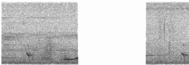 White-tailed Trogon - ML619509817