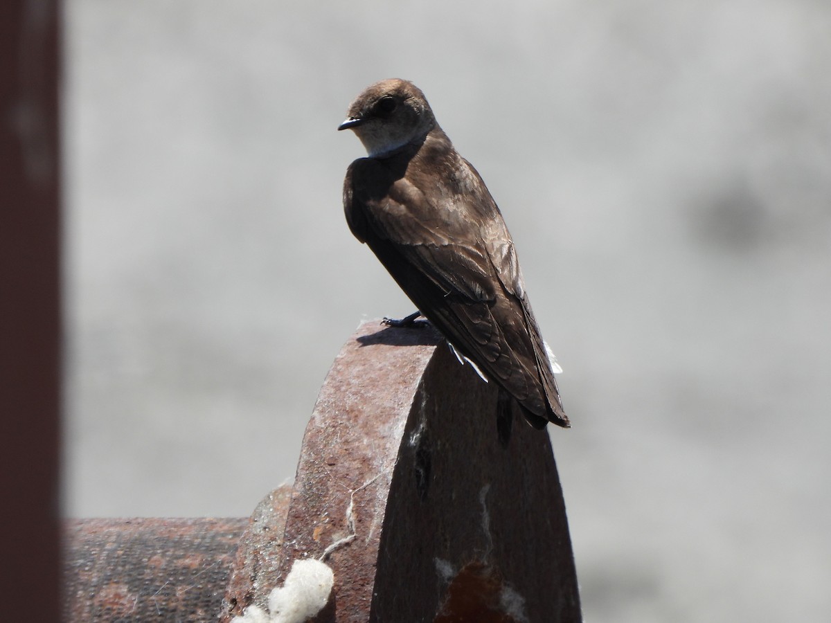 Northern Rough-winged Swallow - ML619509848