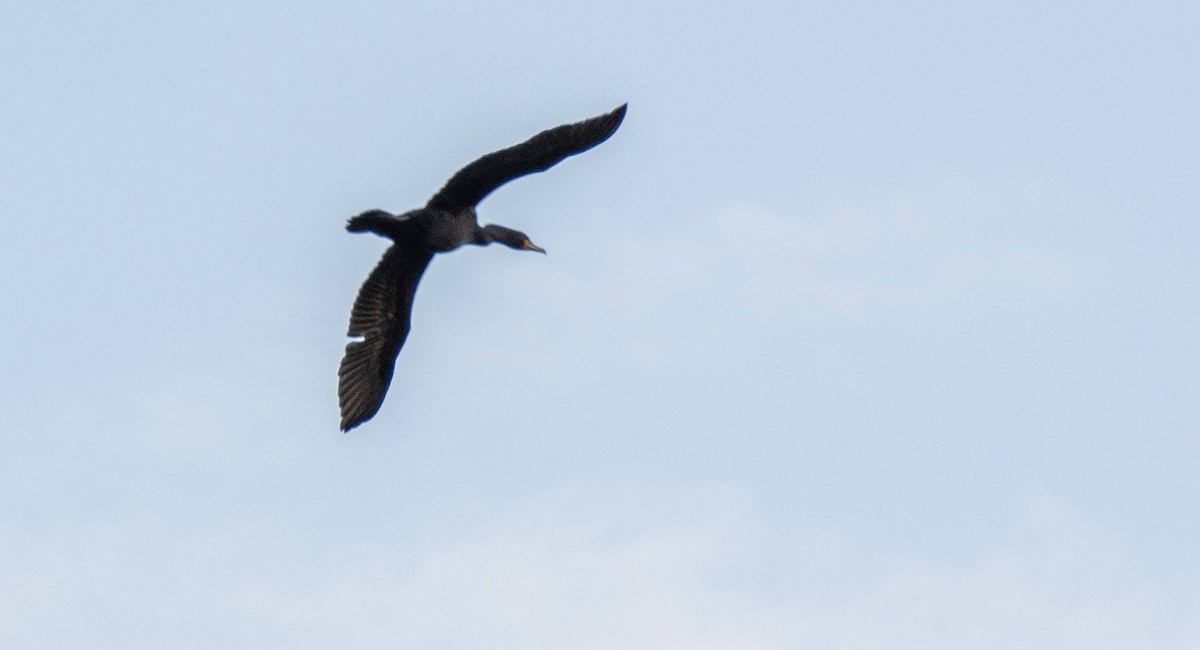 Double-crested Cormorant - ML619509892