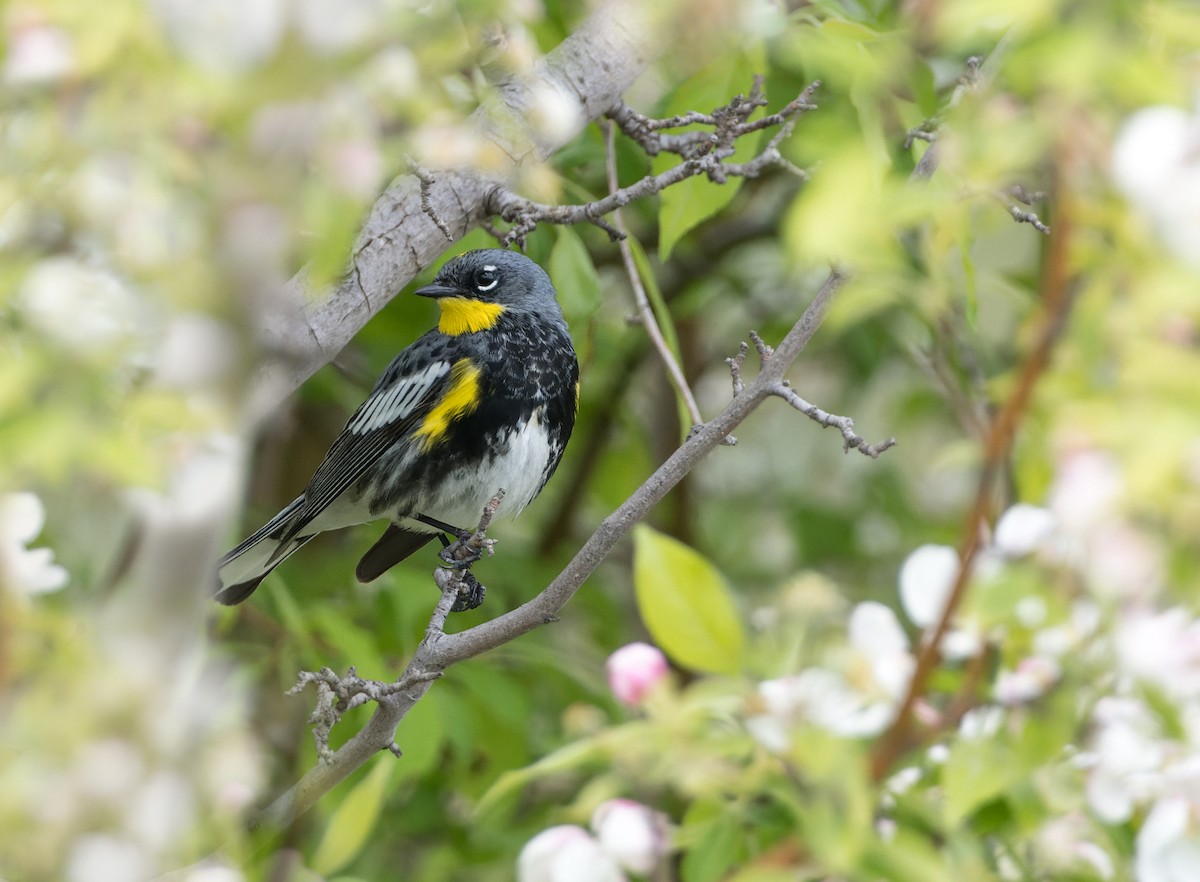 Yellow-rumped Warbler (Audubon's) - ML619509917