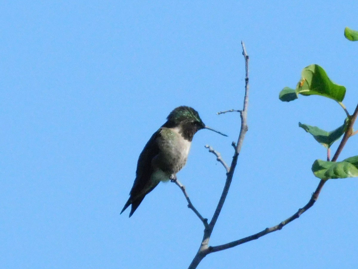 Ruby-throated Hummingbird - ML619509952