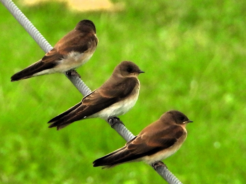 Northern Rough-winged Swallow - ML619509997